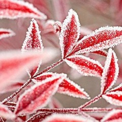 쩐의 전쟁 OST - 바비킴