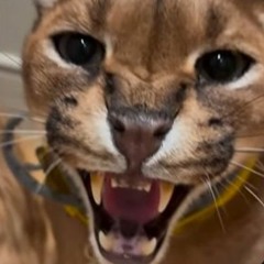 ##SIGMAMONEYBOYS ##EBK 🔵