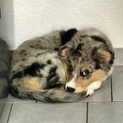 KJ