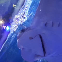 nelsondavidclooney13