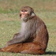 Rhesus Monkey