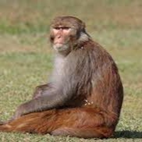 Rhesus Monkey’s avatar