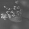 le_jubambule