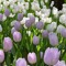 rania_salem5