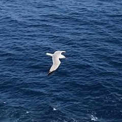 Nestless Seagull