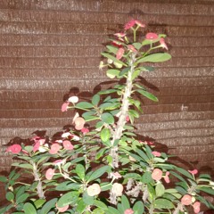 Rosy01