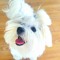 Charliethatdoggo