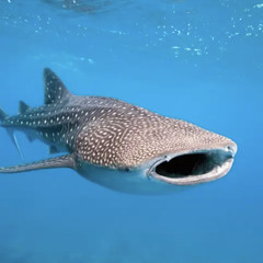 WhaleSharkBubblez