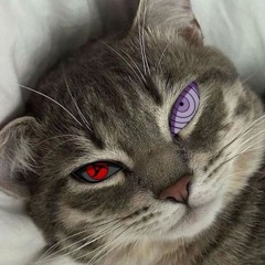 Zeppeli
