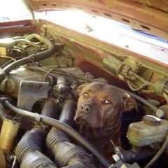 Pit