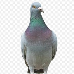 duif🐦