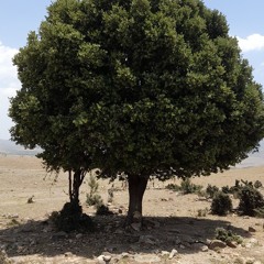 Dauraan Khan