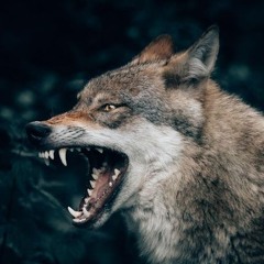 WolfBlood