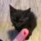 digit