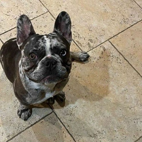 Stream Jú🦇 music Listen to songs, albums, playlists for free on