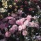 عوشه