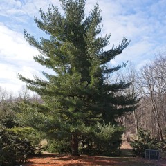 Planetpinetree