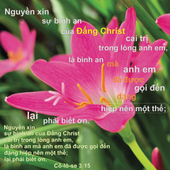X Nguyễn