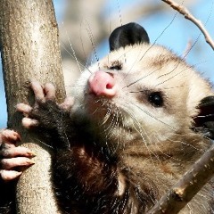 DJ Possum