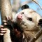 DJ Possum
