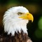 The eagle's cross