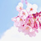 Sakura🌸桜