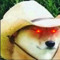 T0MDOG