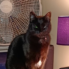 oreocookie