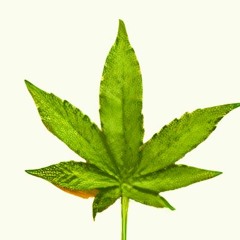 Weedzza