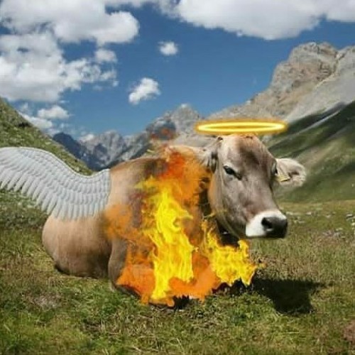 Stream holy.cow.thats.lit music | Listen to songs, albums, playlists for  free on SoundCloud