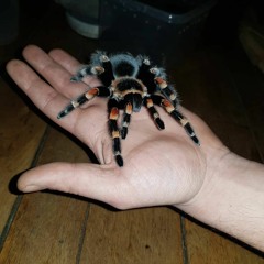 seddas