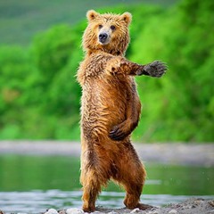 Bear