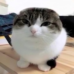 wawa cat