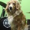 Puru Dobe