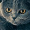mieke