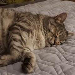 Shannon Grout-McGregor