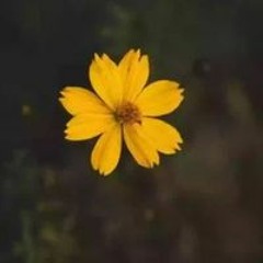 Habiba Gamal