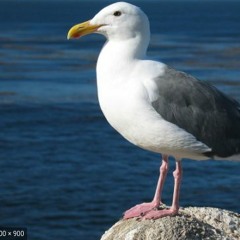Berd