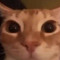 obese feline