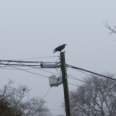 crow_post