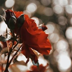 little flower