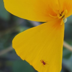suta
