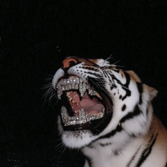 T.B