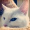 moon cat
