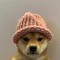 dog wif hat