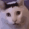 HyperDriveCat