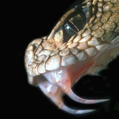 SERPENT