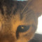 Benji