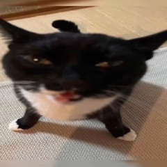 .cherrii