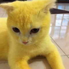 yellowcat💛